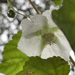 Rubus grayanus
