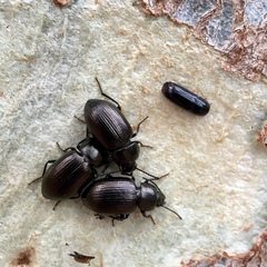 Pseudomorphini