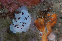Aphelodoris sp-a
