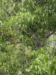 Brachychiton populneus