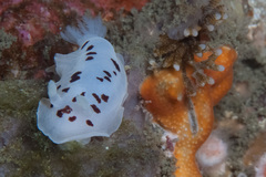 Aphelodoris sp-a