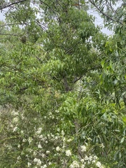 Brachychiton populneus