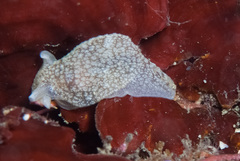 Pleurobranchaea tarda
