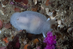 Pleurobranchaea tarda