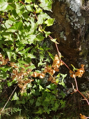Rumex sagittatus