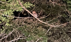 Otus semitorques