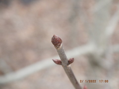 Aesculus glabra glabra