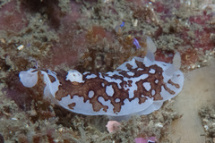 Aphelodoris brunnea
