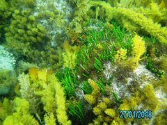 Caulerpa brownii
