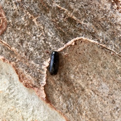 Pseudomorphini