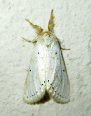 Lacipa gracilis
