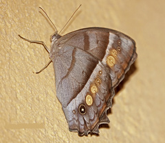 Taygetis thamyra