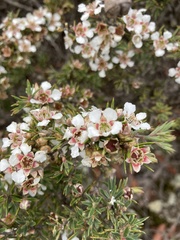 Leptospermum arachnoides