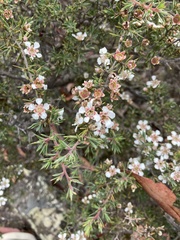 Leptospermum arachnoides