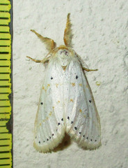 Lacipa gracilis