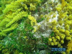Caulerpa brownii