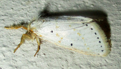 Lacipa gracilis