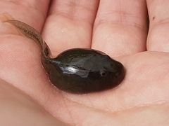 Gastrotheca riobambae