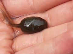 Gastrotheca riobambae