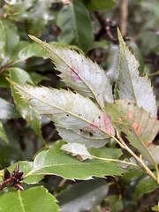 Quercus salicina