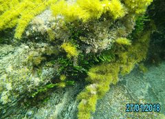 Caulerpa brownii