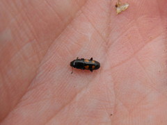 Glischrochilus quadripunctatus