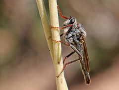Stenopogoninae