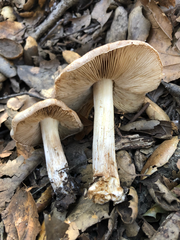 Inocybe brunnescens