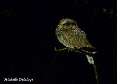 Eleothreptus anomalus