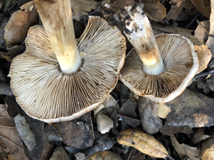 Inocybe brunnescens