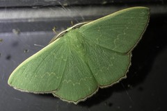 Prasinocyma semicrocea