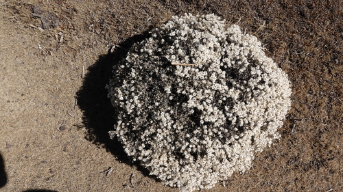 Helichrysum citrispinum image