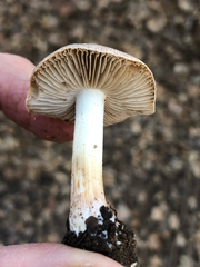 Inocybe brunnescens
