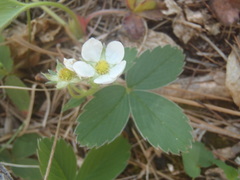 Fragaria virginiana glauca