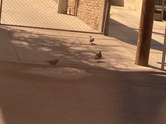 Columba livia domestica