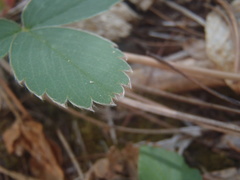 Fragaria virginiana glauca