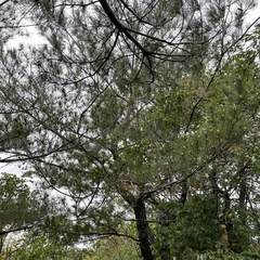 Pinus luchuensis