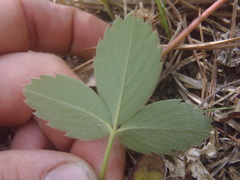 Fragaria virginiana glauca