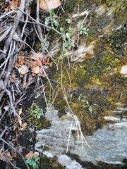 Pachycladon cheesemanii