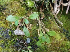 Pachycladon cheesemanii