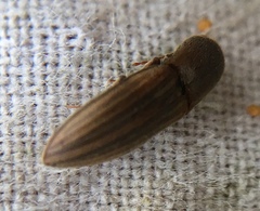 Agriotes lineatus