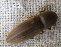 Agriotes lineatus