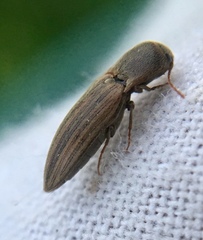 Agriotes lineatus