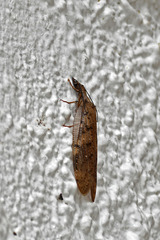 Corydalus peruvianus