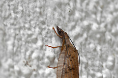Corydalus peruvianus