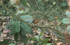 Erithacus rubecula