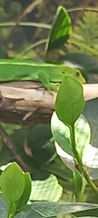 Naultinus punctatus