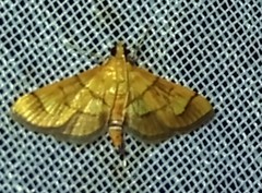 Orphanostigma haemorrhoidalis