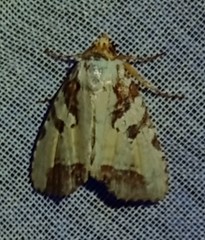 Perigea glaucoptera