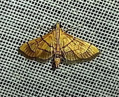Orphanostigma haemorrhoidalis